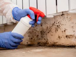 Why You Should Choose Our Mold Remediation Services in Drain, OR